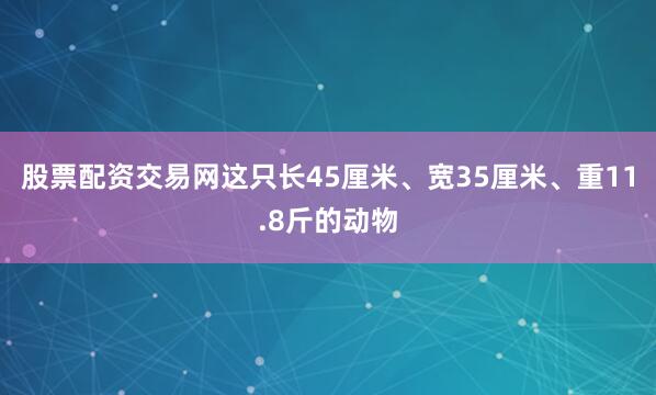 股票配资交易网这只长45厘米、宽35厘米、重11.8斤的动物